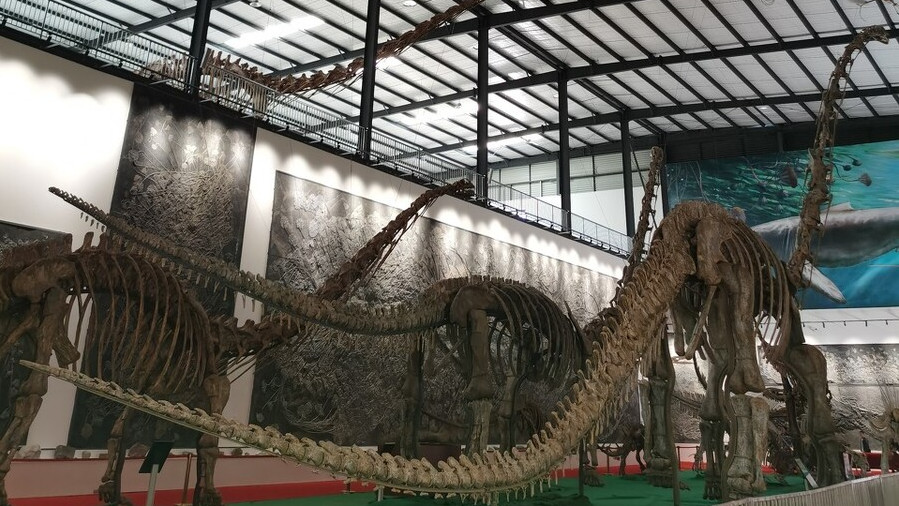 世界最大恐龙化石在成都崇州天演博物馆展出